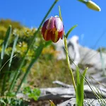 Tsigaridas Mountain * Neokhorion