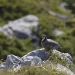 Tsigaridas Mountain * Neokhorion