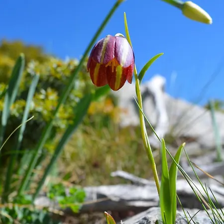 Tsigaridas Mountain * Neokhorion