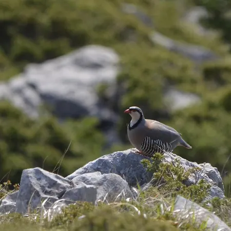 Tsigaridas Mountain * Neokhorion